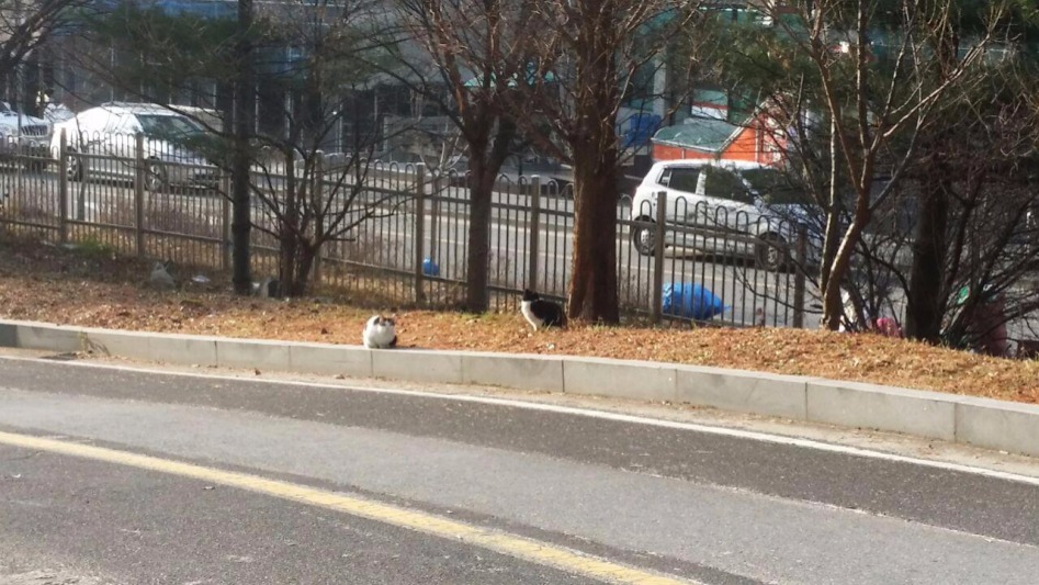 친구가 보내준 길냥이 사진 | 반려동물 갤러리 | 루리웹 모바일