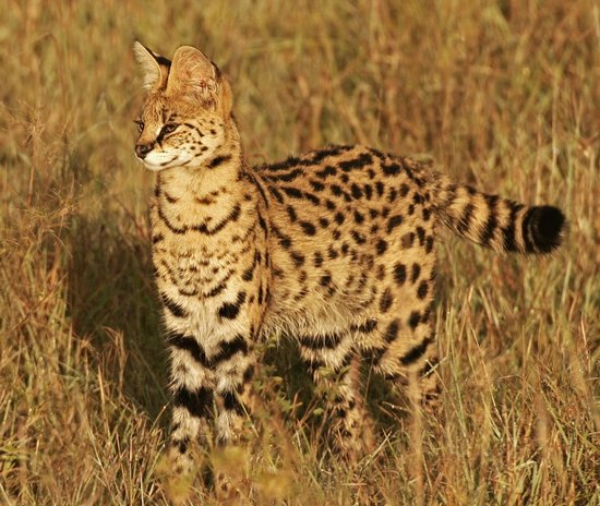 Serval-cat-wild-alert.jpg