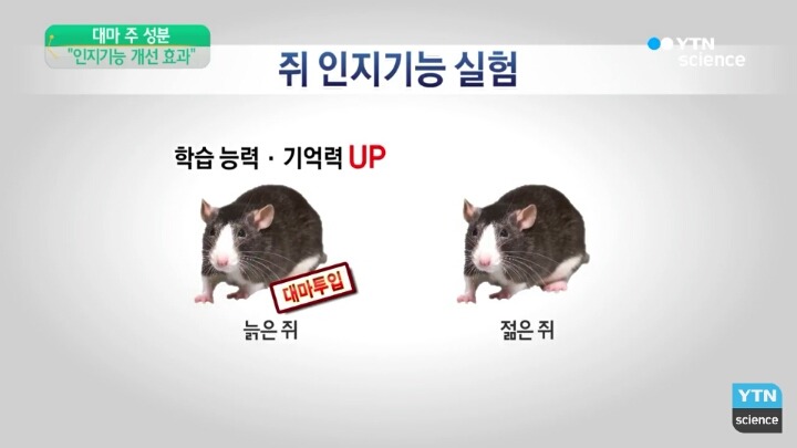 외국에서 한 대마 실험4.jpg