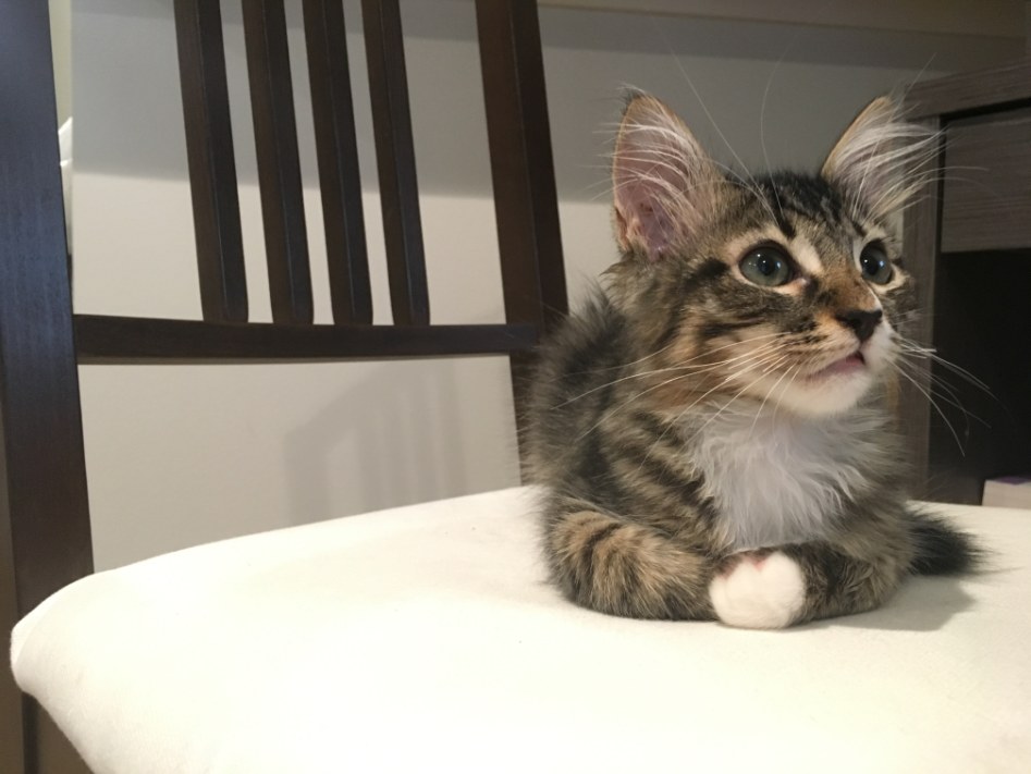 고양이 전문가 여러분 우리 우디 품종이 궁금해요!!!!!!!! | 반려동물 갤러리 | 루리웹 모바일