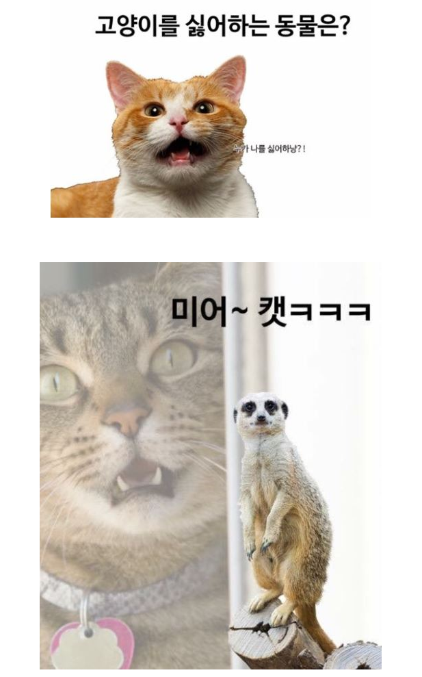 cat.png