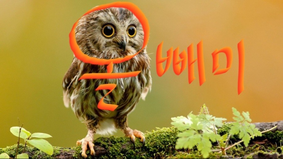 올빼미는 없어!.jpg