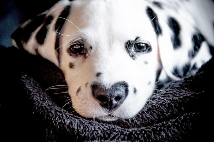 heart-shaped-nose-dalmatian-dog-wiley-26-5c62be6d67125__700.jpg