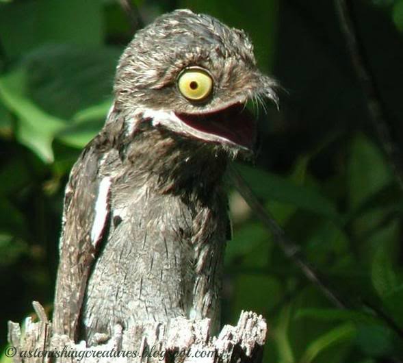 Potoo-weird-funny-bird-big-eyes-big-mouth.jpg