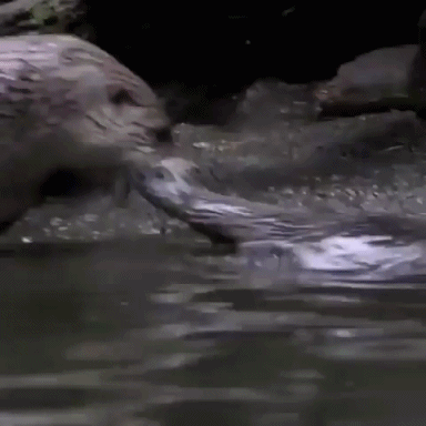 anigif3.gif