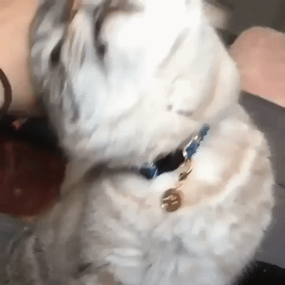 1651877d1282a7926.gif