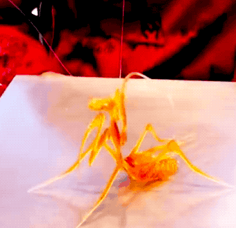 a_beautiful_candy_sculpture_of_a_mantis_09.gif