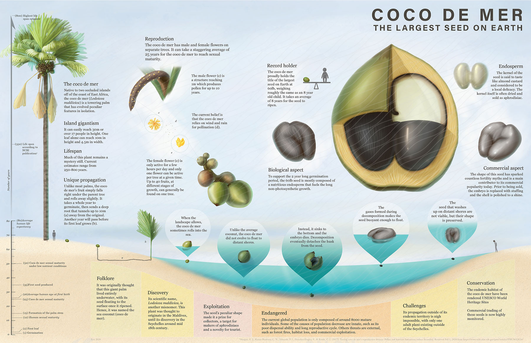 ㅂㅈ같이 생긴 코코넛 씨앗.jpg | 유머 게시판