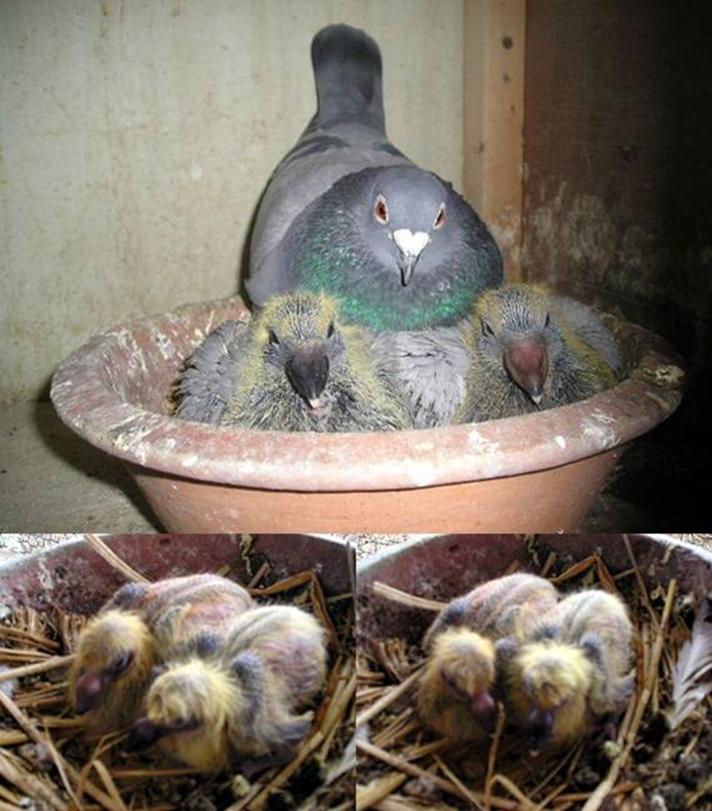 비둘기의 새끼.JPG_1.jpg