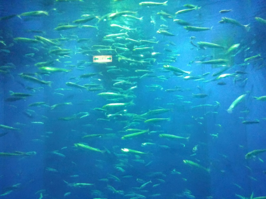 러브라이브! 선샤인! 시즈오카현 누마즈 성지순례(스압)_33.jpg