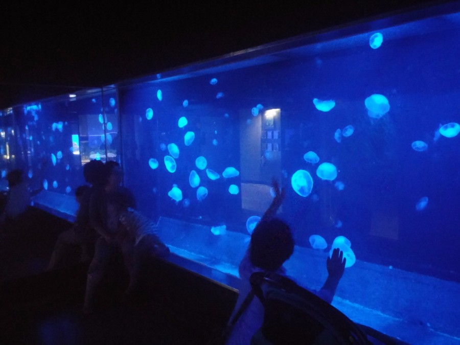 러브라이브! 선샤인! 시즈오카현 누마즈 성지순례(스압)_34.jpg