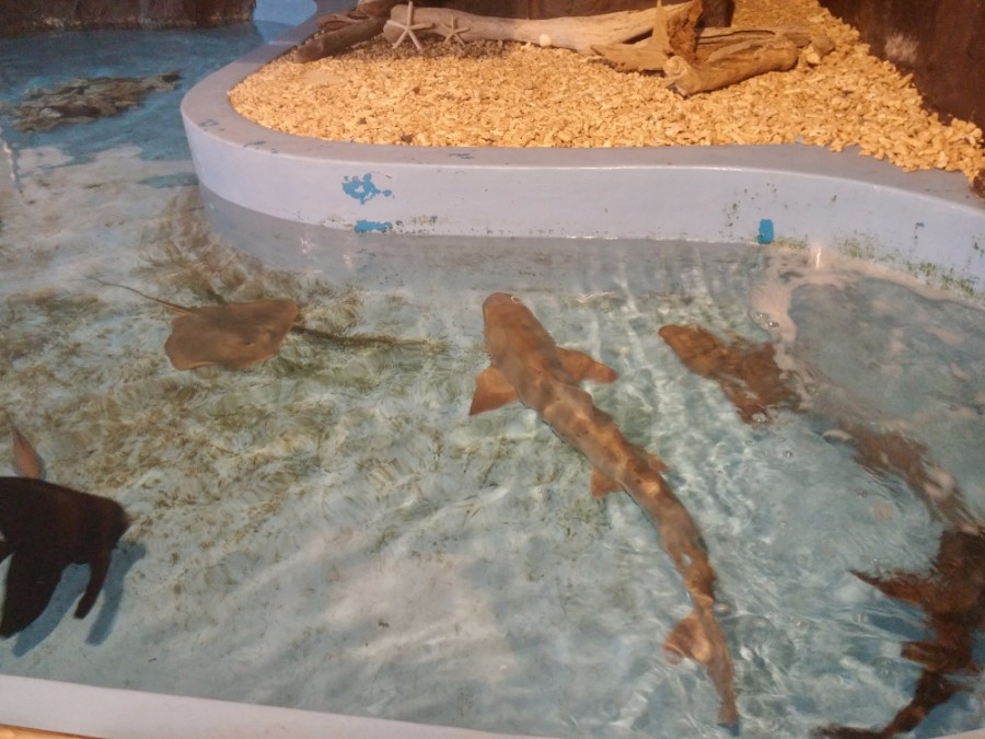 러브라이브! 선샤인! 시즈오카현 누마즈 성지순례(스압)_86.jpg