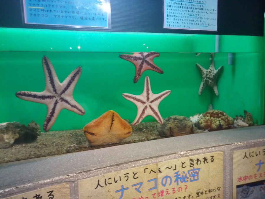 러브라이브! 선샤인! 시즈오카현 누마즈 성지순례(스압)_87.jpg