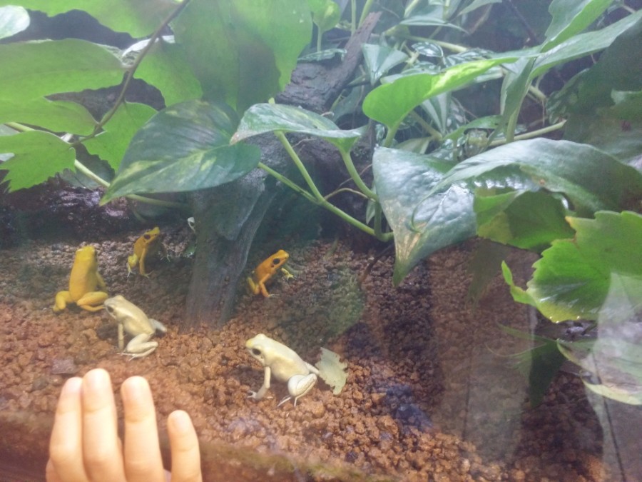 러브라이브! 선샤인! 시즈오카현 누마즈 성지순례(스압)_93.jpg