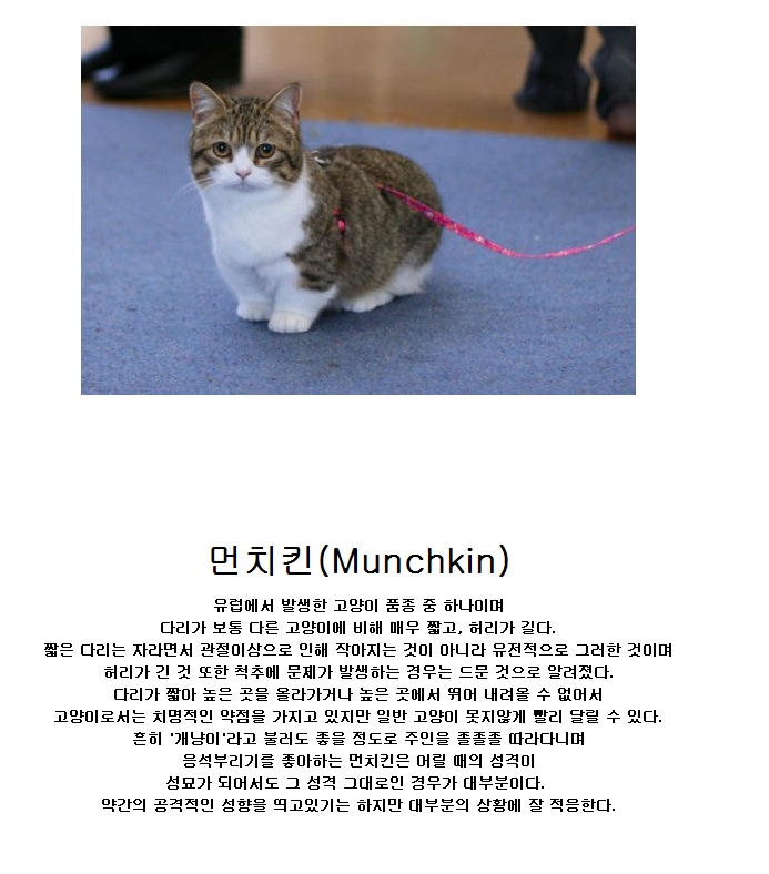 먼치킨 냥이.jpg