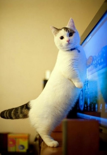 먼치킨 냥이10.jpg