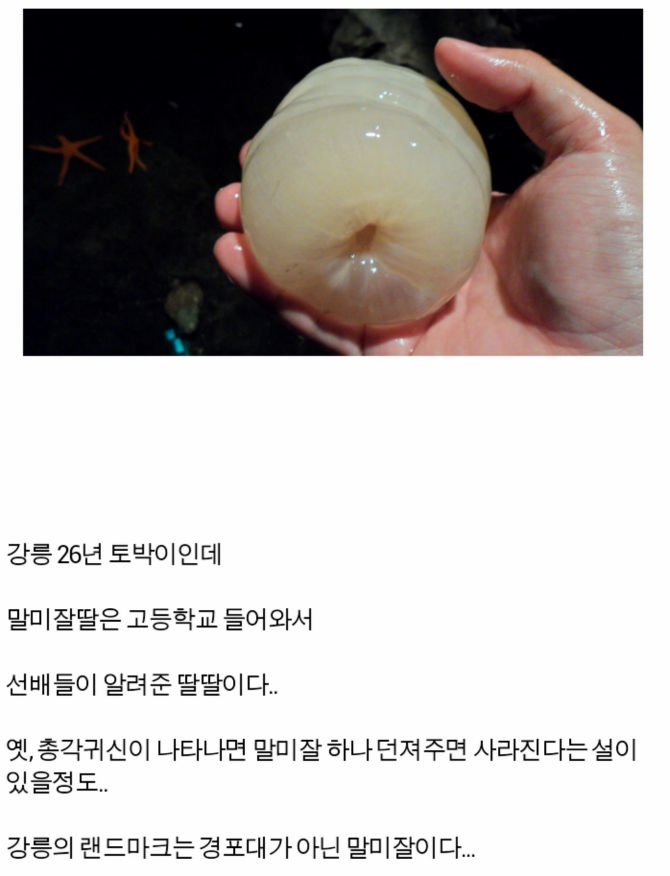 강릉 명물 말미잘 오나홀.jpg_1.png