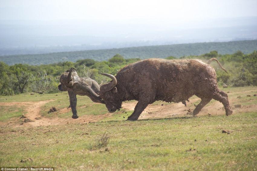 아오! 이 어린놈의 쉐끼!_1.jpg