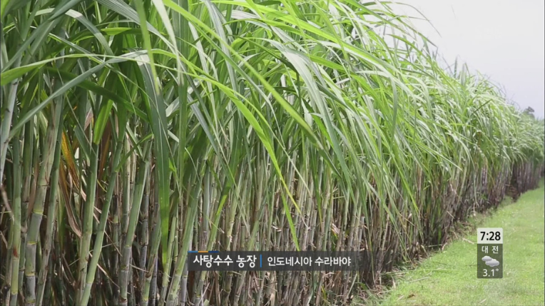 인류의 단맛에 대한 열망_1.png