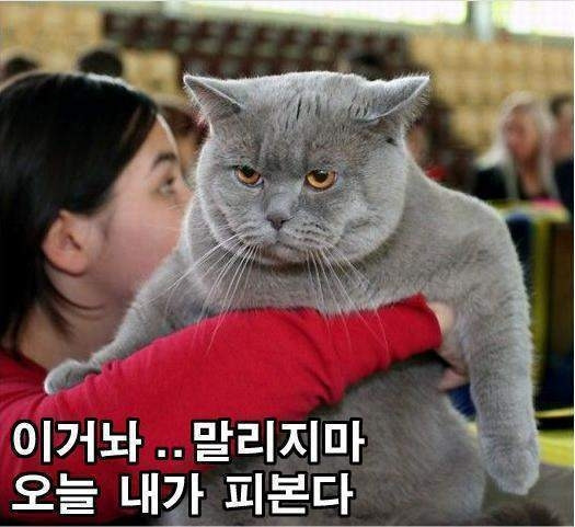 롯데리아 신메뉴 출시!_3.jpg