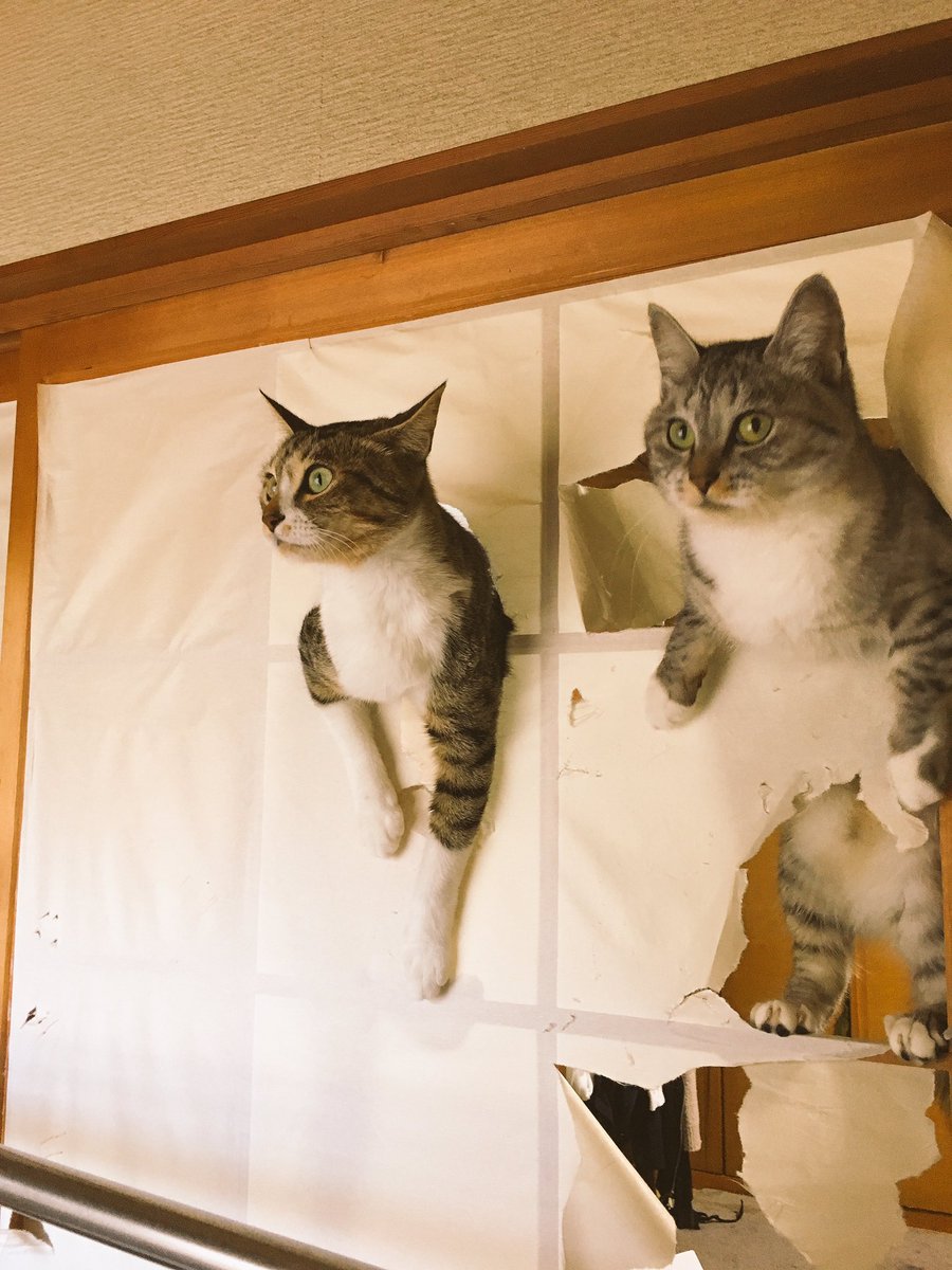 발난로 고양이의 근황_4.jpg