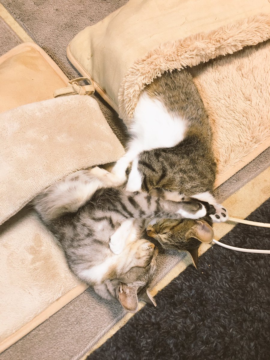 발난로 고양이의 근황_3.jpg