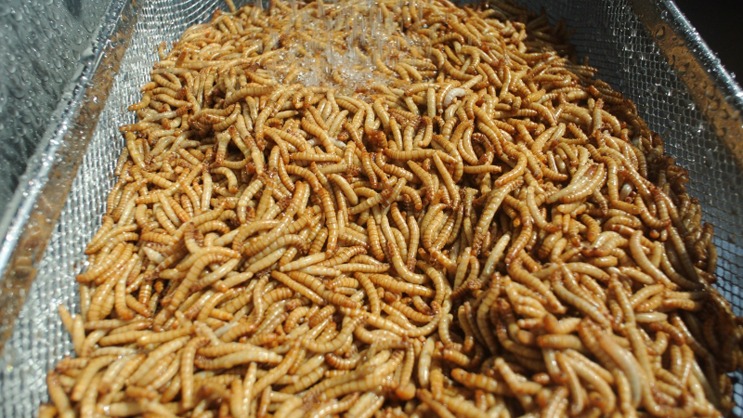 짜파게티 .jpg_1.png