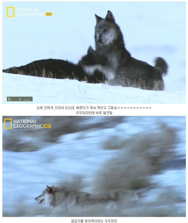 검은 늑대.jpg_3.jpg