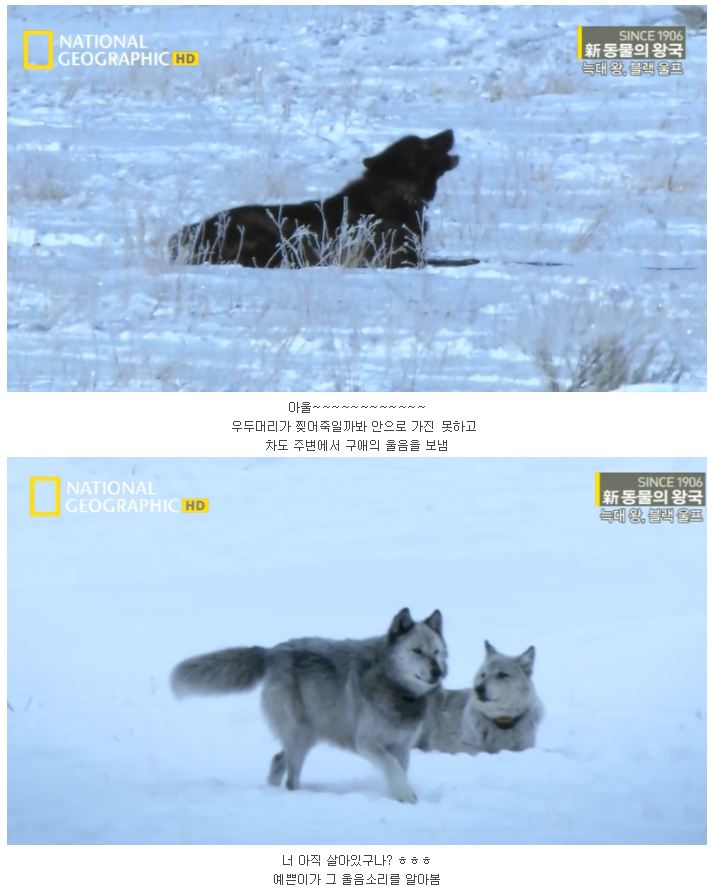 검은 늑대.jpg_7.jpg