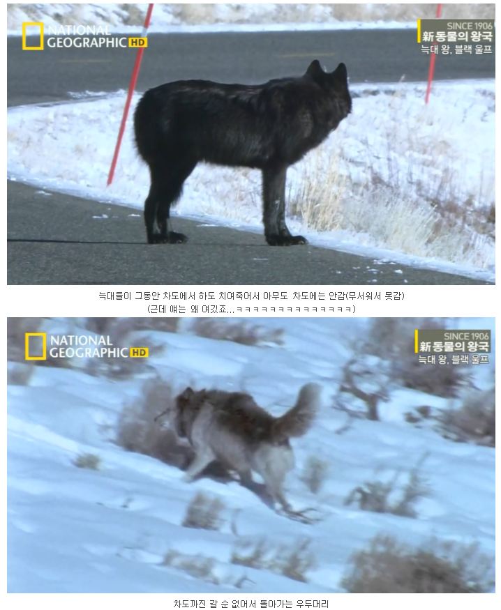 검은 늑대.jpg_9.jpg
