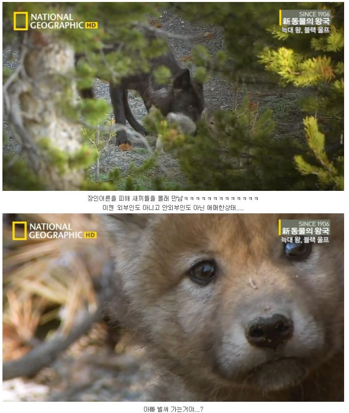 검은 늑대.jpg_13.jpg