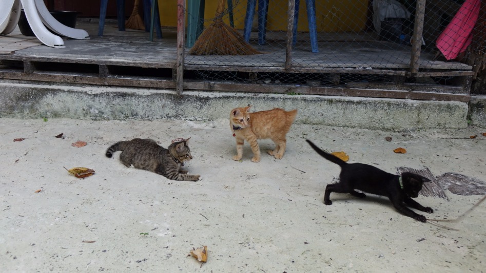 koh lipe 꼬리뻬 둘러 보기 - 스압 -_21.jpg