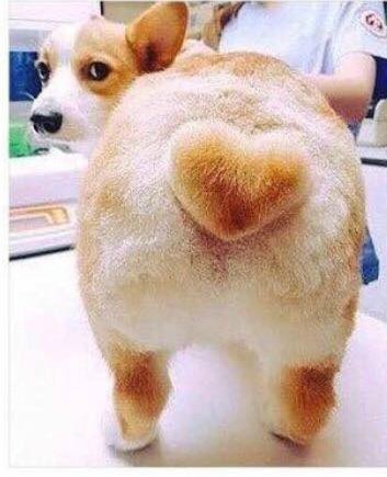 털깎을때 엉덩이에 하트 만들어주세요!_1.jpg