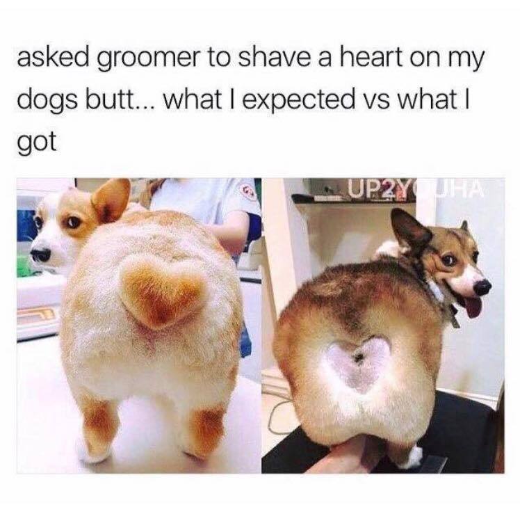 털깎을때 엉덩이에 하트 만들어주세요!_2.jpg