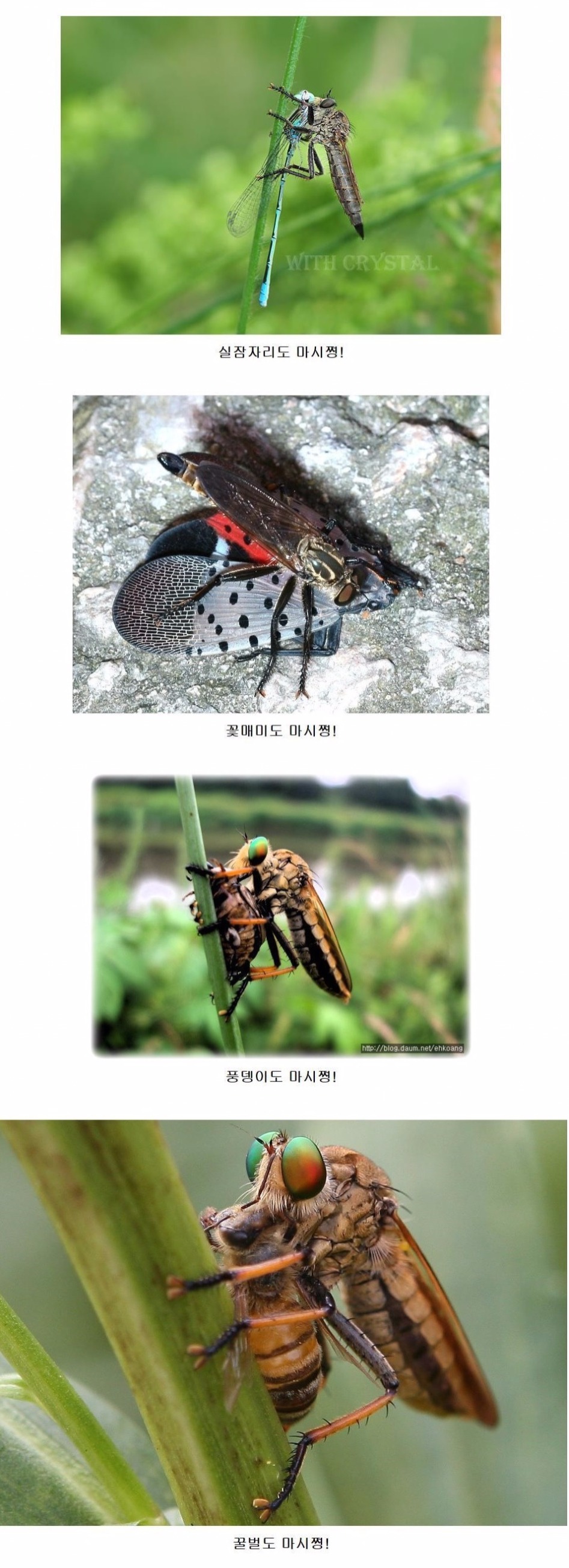 안녕? 난 파리매라고해!!.JPG_2.jpg