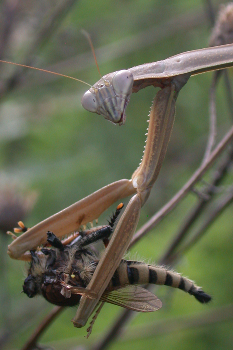 안녕? 난 파리매라고해!!.JPG_4.jpg