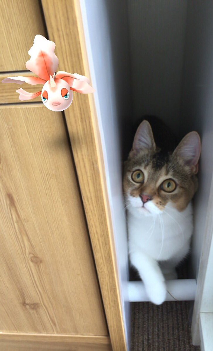 사이버 망령을 보는 고양이_1.jpeg