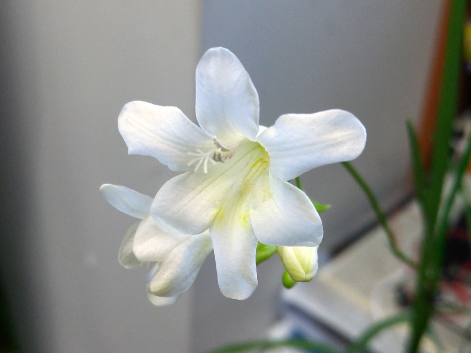 F.leichtlinii.3.jpg