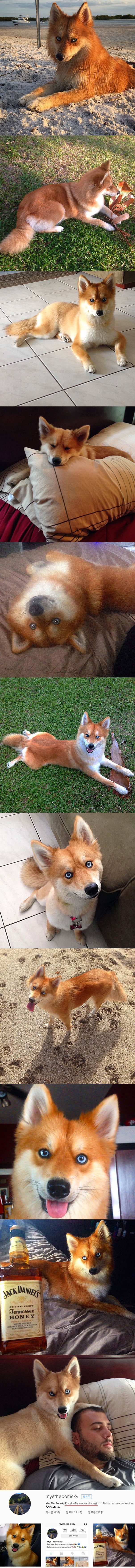 흔한 개량 품종 애완여우._1.jpg