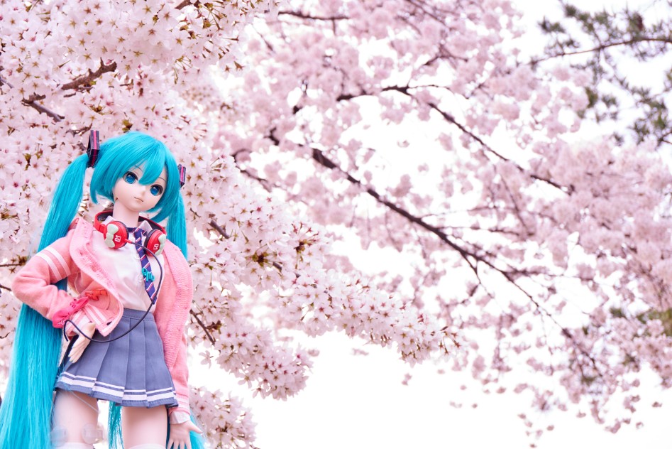 미쿠와 벚꽃 출사_2.jpg