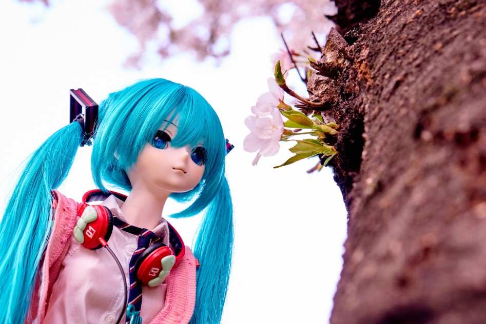 미쿠와 벚꽃 출사_7.jpg