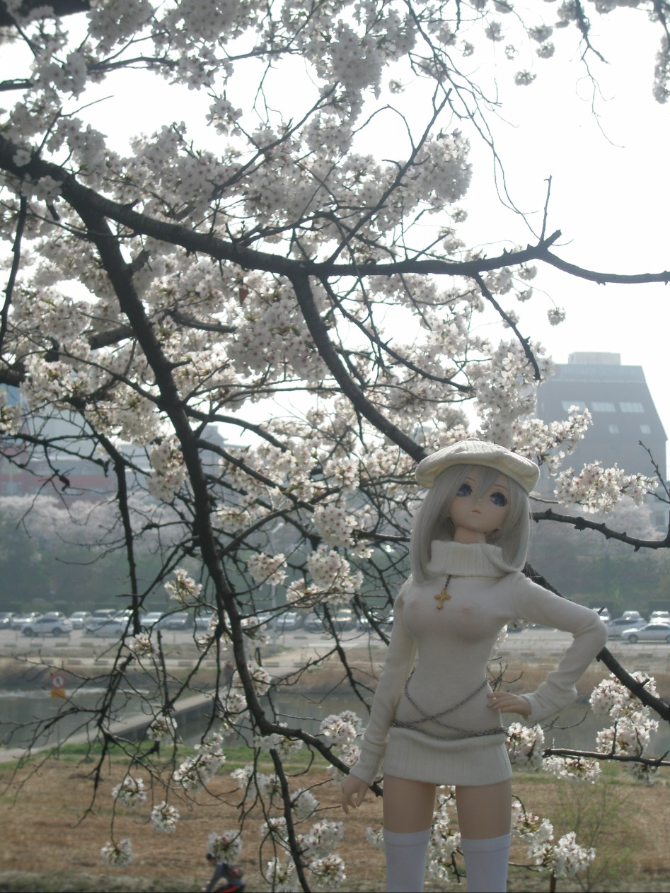 (스압주의)봄의 벗꽃출사 첫째 날 아리사_3.jpg