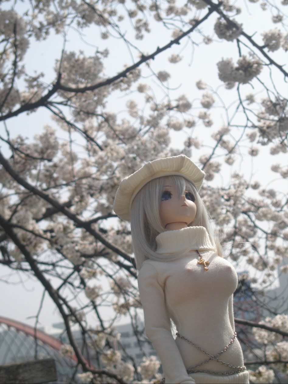 (스압주의)봄의 벗꽃출사 첫째 날 아리사_5.jpg