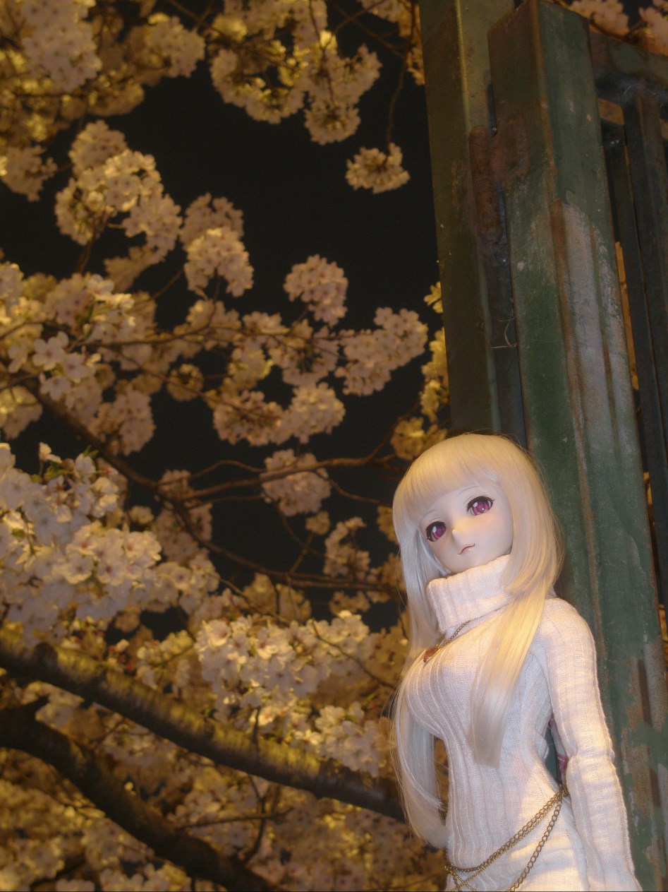 (스압주의)봄의 벗꽃출사 첫째 날 타카네_15.jpg