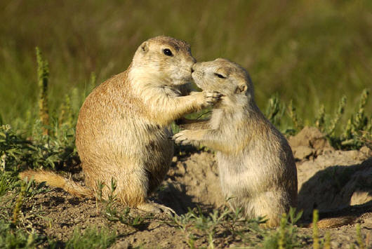 10-Things-You-Did-Not-Know-About-Prairie-Dogs-2.jpg