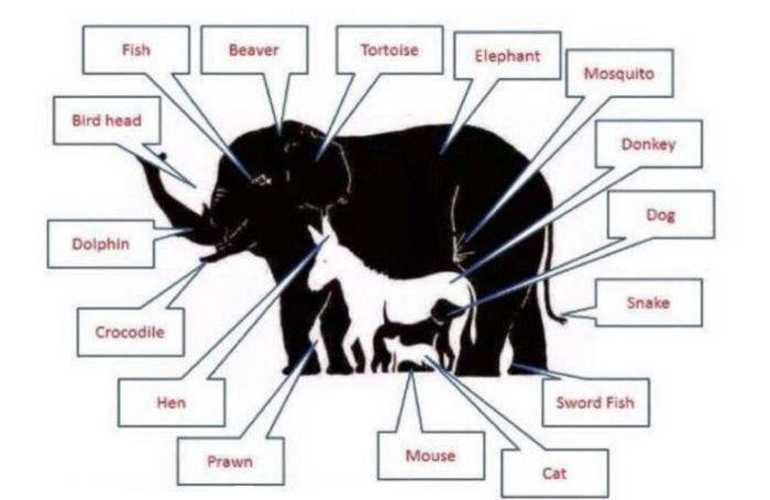 숨은 동물 찾기 정답._2.jpg