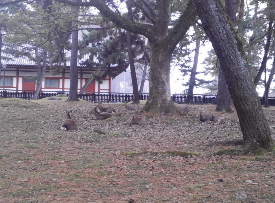 연말연초에 또 애인보러 간뒷북 일본여행이야기 스압 일본설날-오사카-나라 PART3_29.jpg