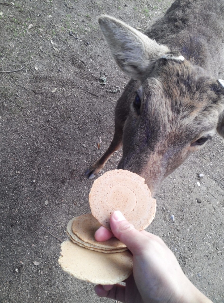 연말연초에 또 애인보러 간뒷북 일본여행이야기 스압 일본설날-오사카-나라 PART3_49.jpg