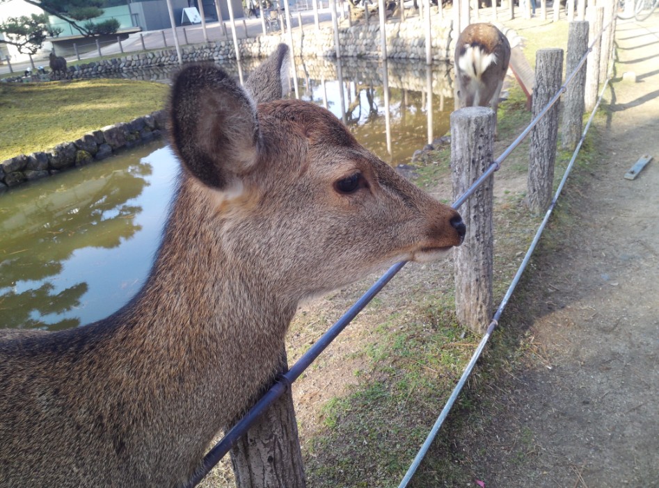 연말연초에 또 애인보러 간뒷북 일본여행이야기 스압 일본설날-오사카-나라 PART3_50.jpg