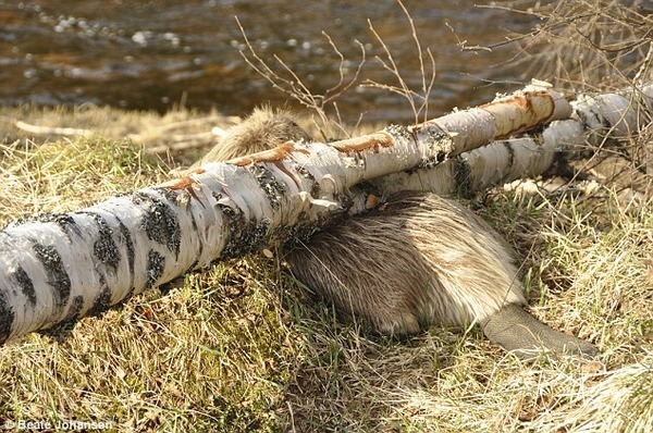 나무 갉는 비버_3.jpg